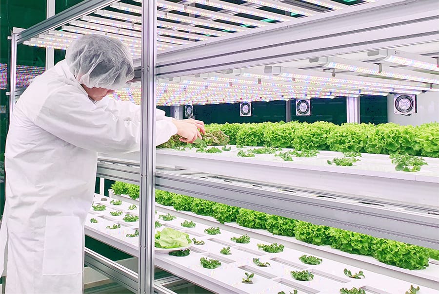 Worker in vertical farming lab