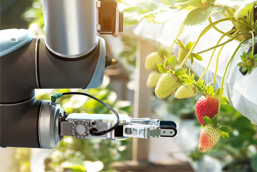 Strawberries being vertically farmed