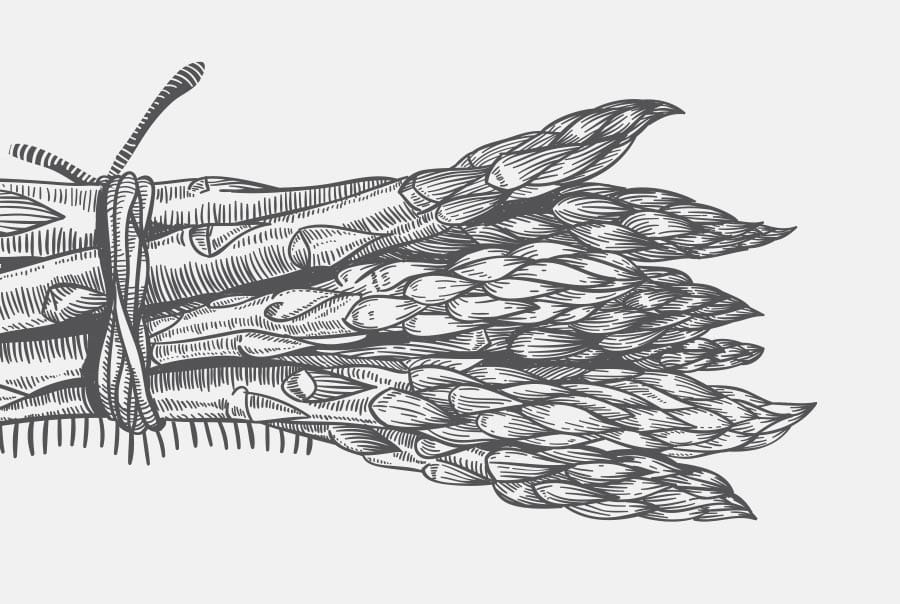 Fuller's Spring Food Campaign Aspargus Illustration