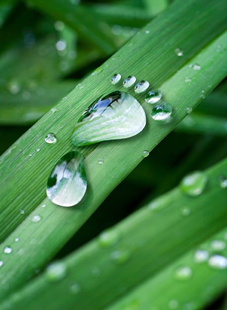water foot on green leaf